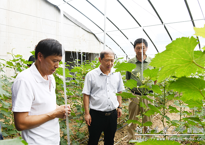 副校长介晓磊查看大棚作物长势