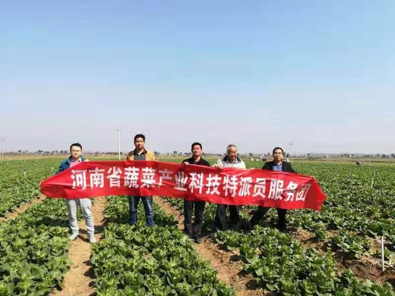 2019年3月13日—15日蔬菜南阳社旗县种德1.jpg