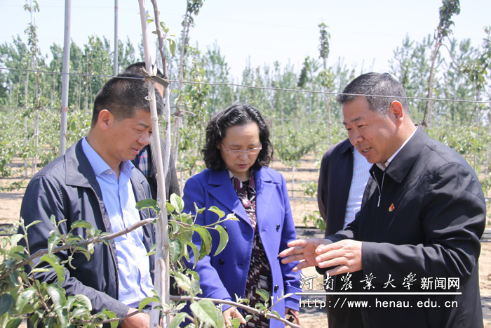 副校长尹新明一行赴虞城县和商丘市农科院基地开展科技服务工作 副校长尹新明一行赴虞城县和商丘市农科院基地开展科技服务工作