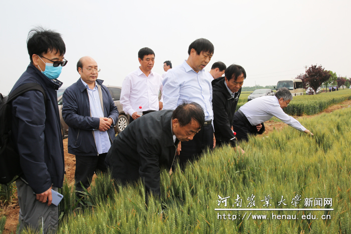 魏蒙关等与会领导、专家考察了小麦品种展示田 魏蒙关等与会领导、专家考察了小麦品种展示田